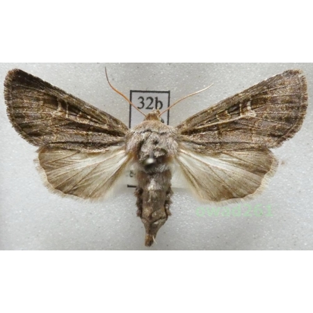 Tholera cespitis (Denis & Schiffermüller, 1775) Czech32b